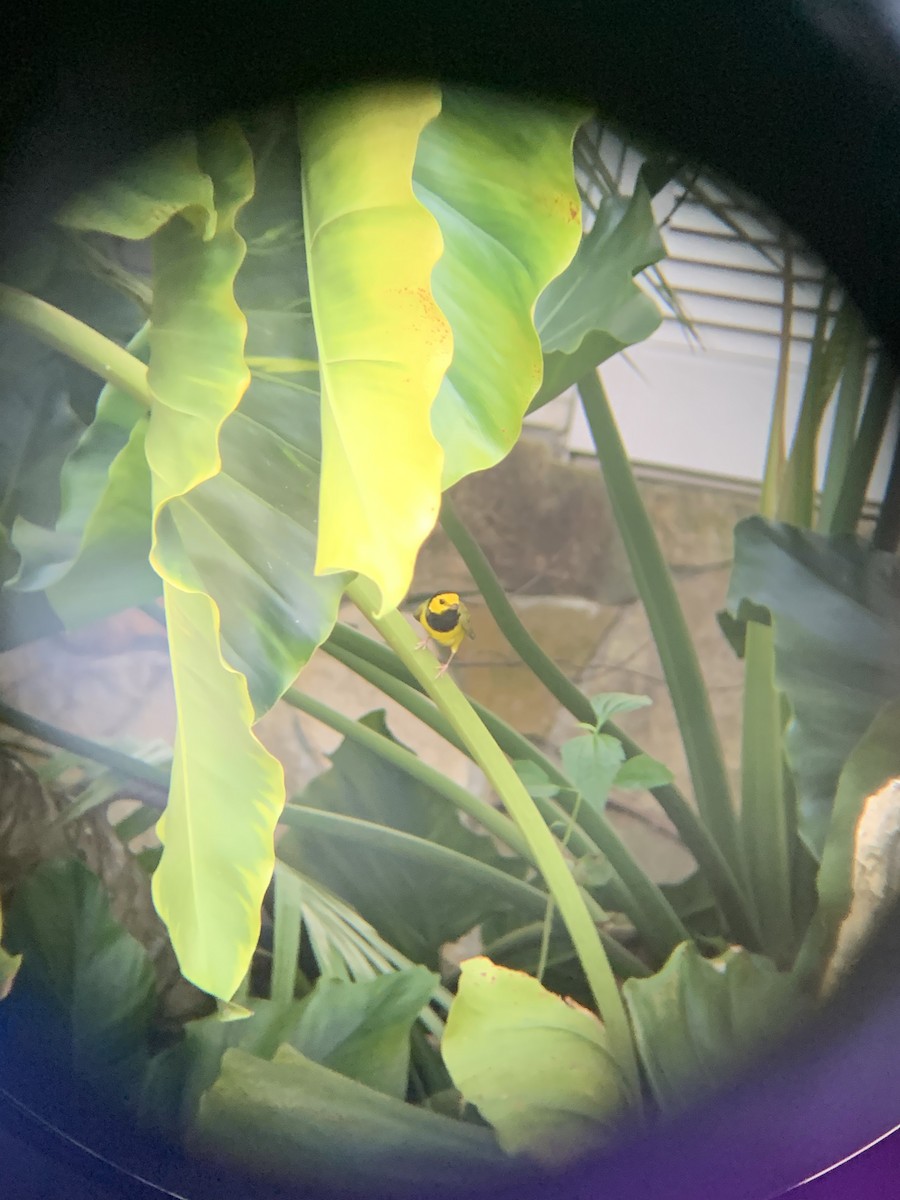 Hooded Warbler - ML183672901
