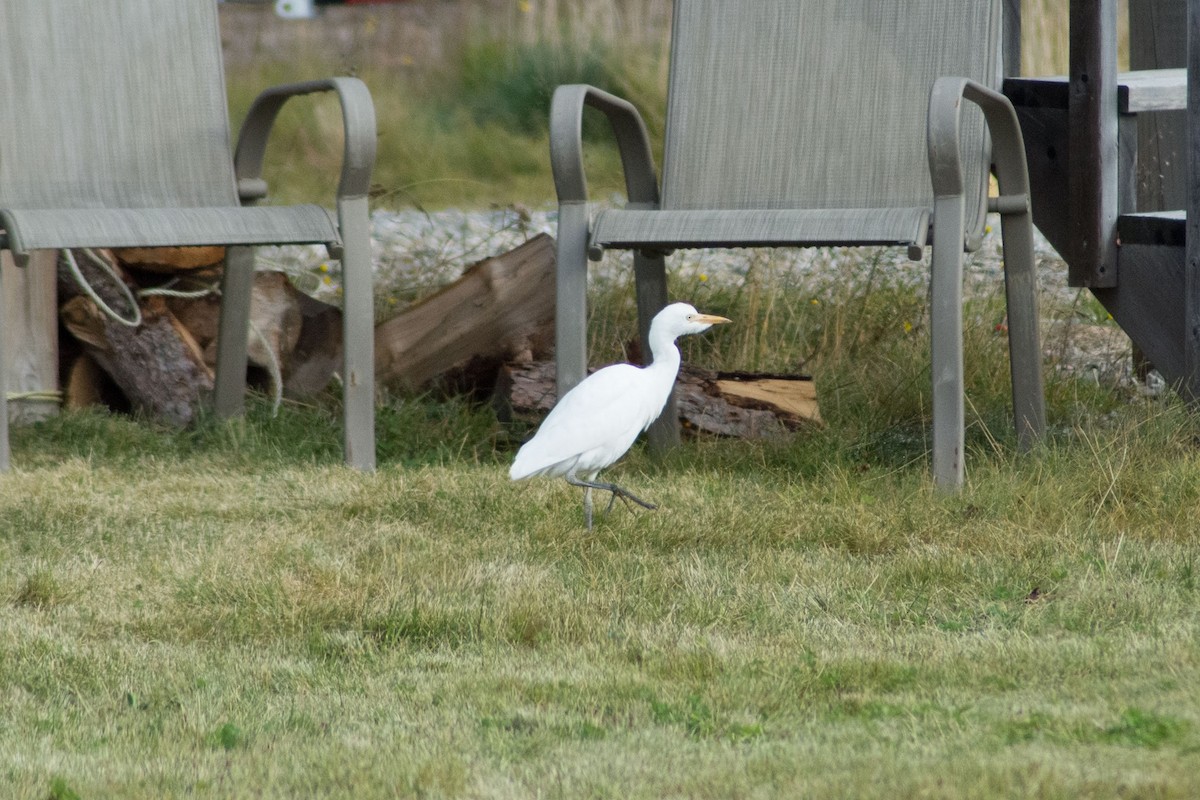 Western Cattle Egret - ML183672911