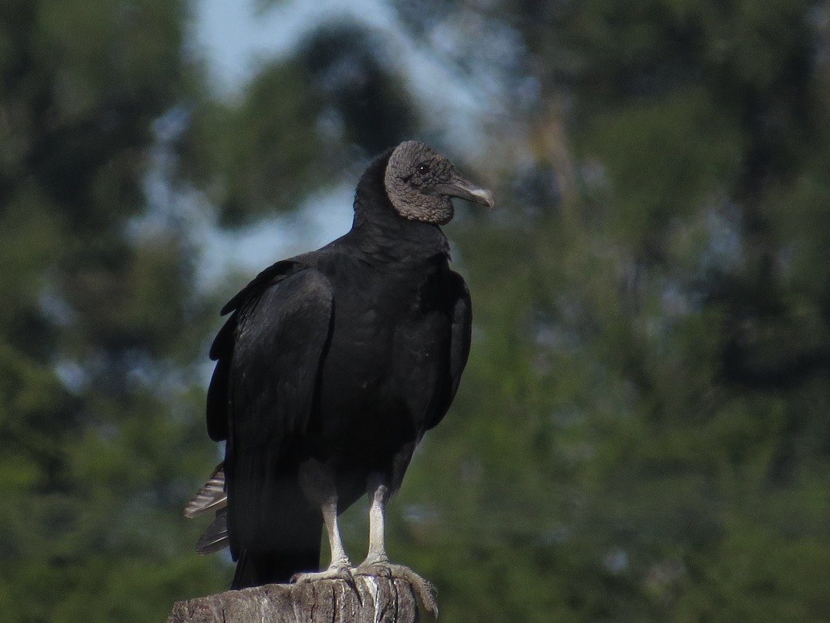 Black Vulture - ML183673551