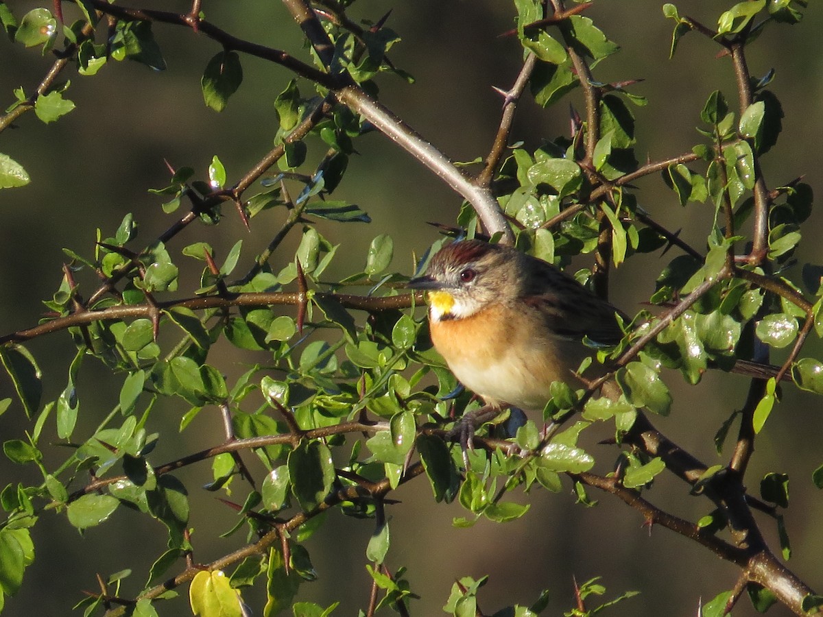 Chotoy Spinetail - ML183674061