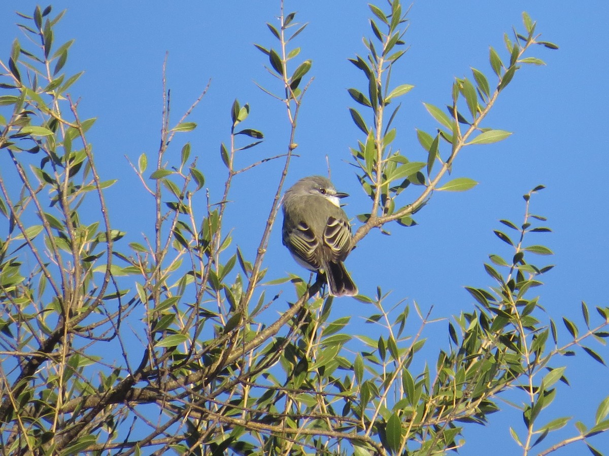 Suiriri Flycatcher - ML183674241