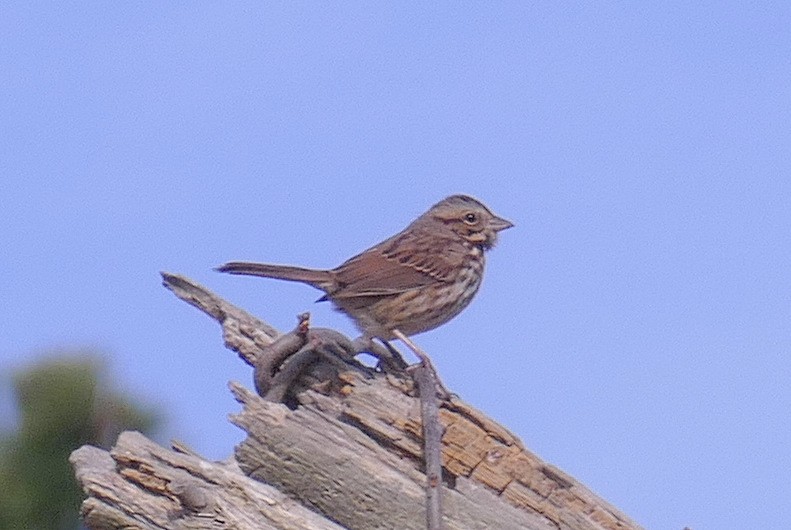 Song Sparrow - ML183674461