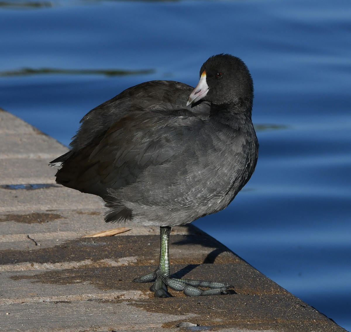 American Coot - ML183674701