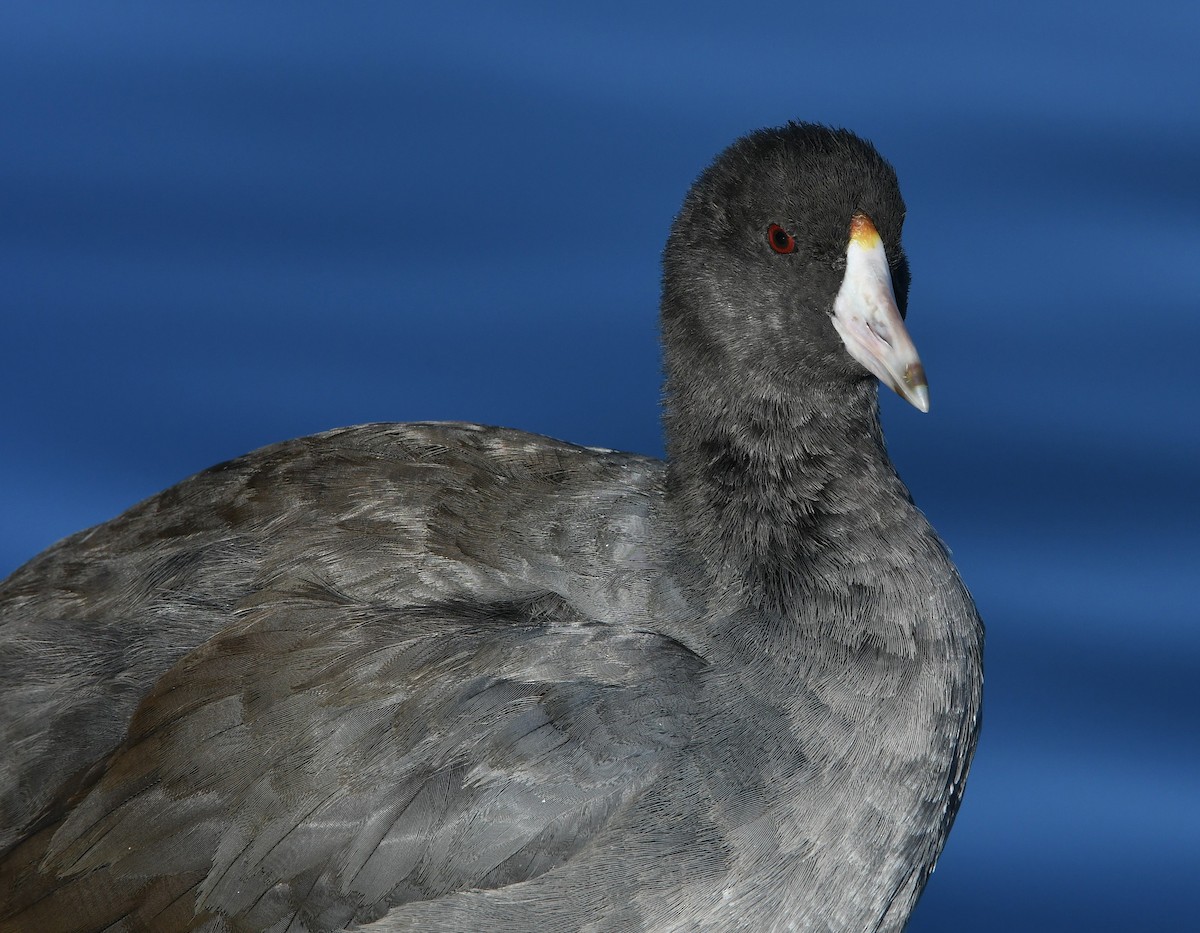 American Coot - ML183674751