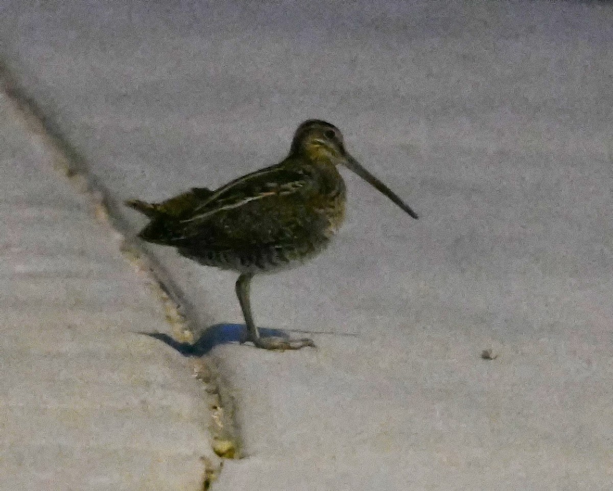 Wilson's Snipe - ML183674861