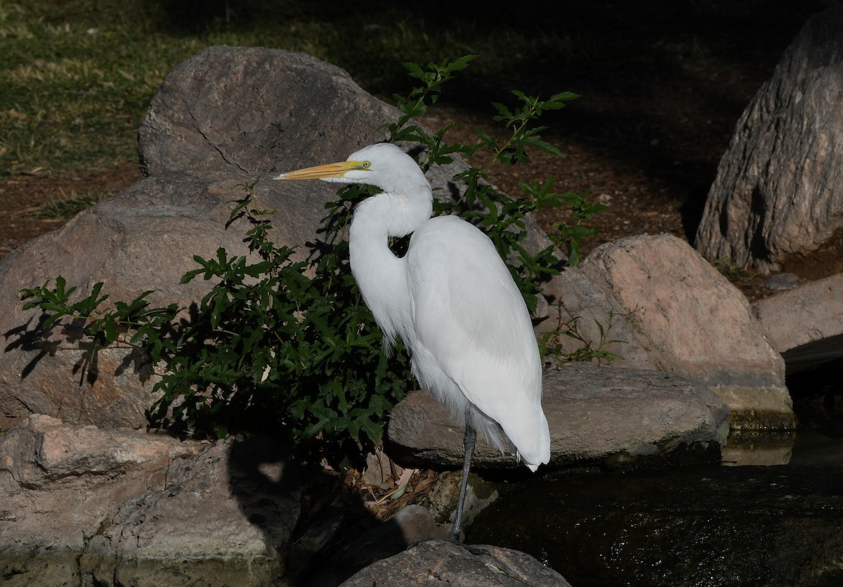 Great Egret - ML183675361