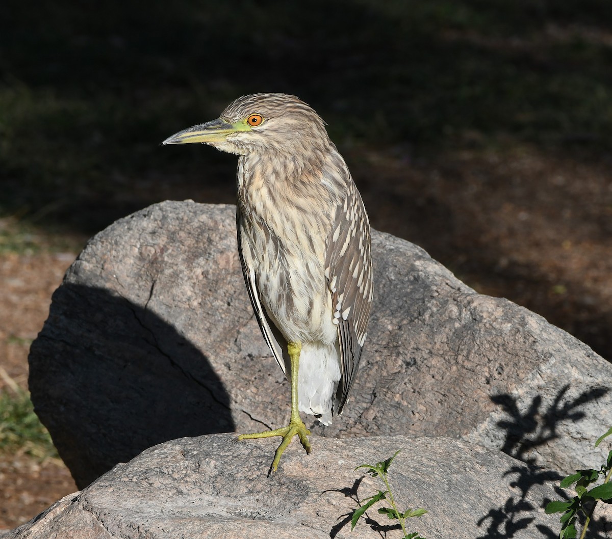 Black-crowned Night Heron - ML183675411