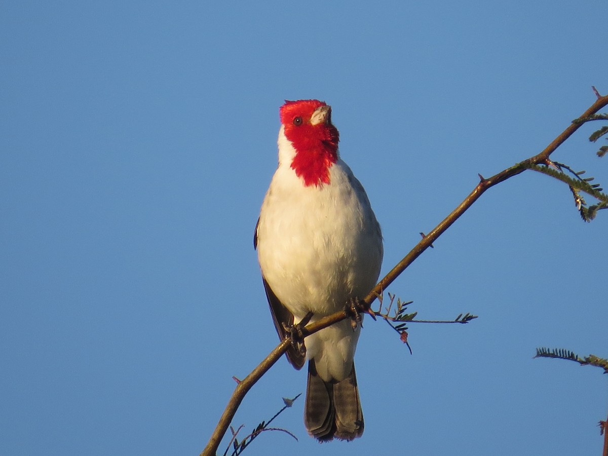 Red-crested Cardinal - ML183675751