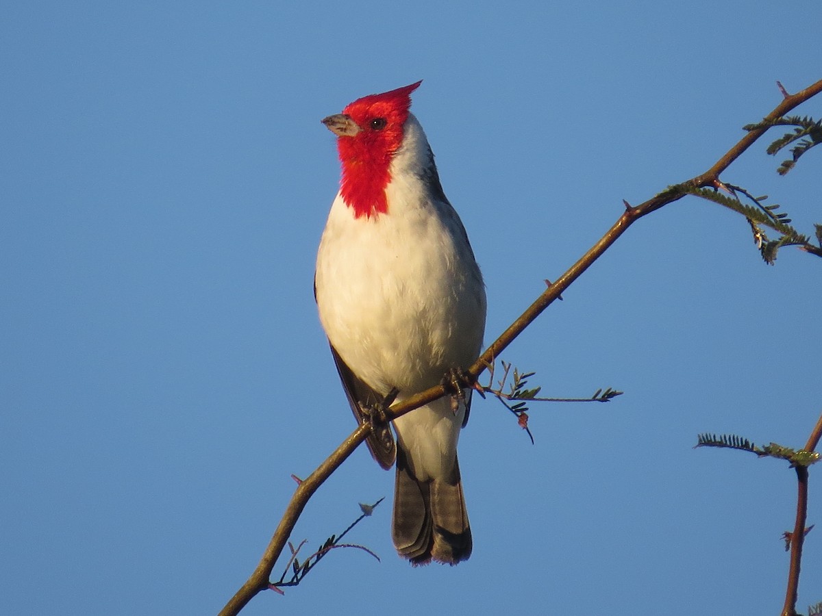 Red-crested Cardinal - ML183675941