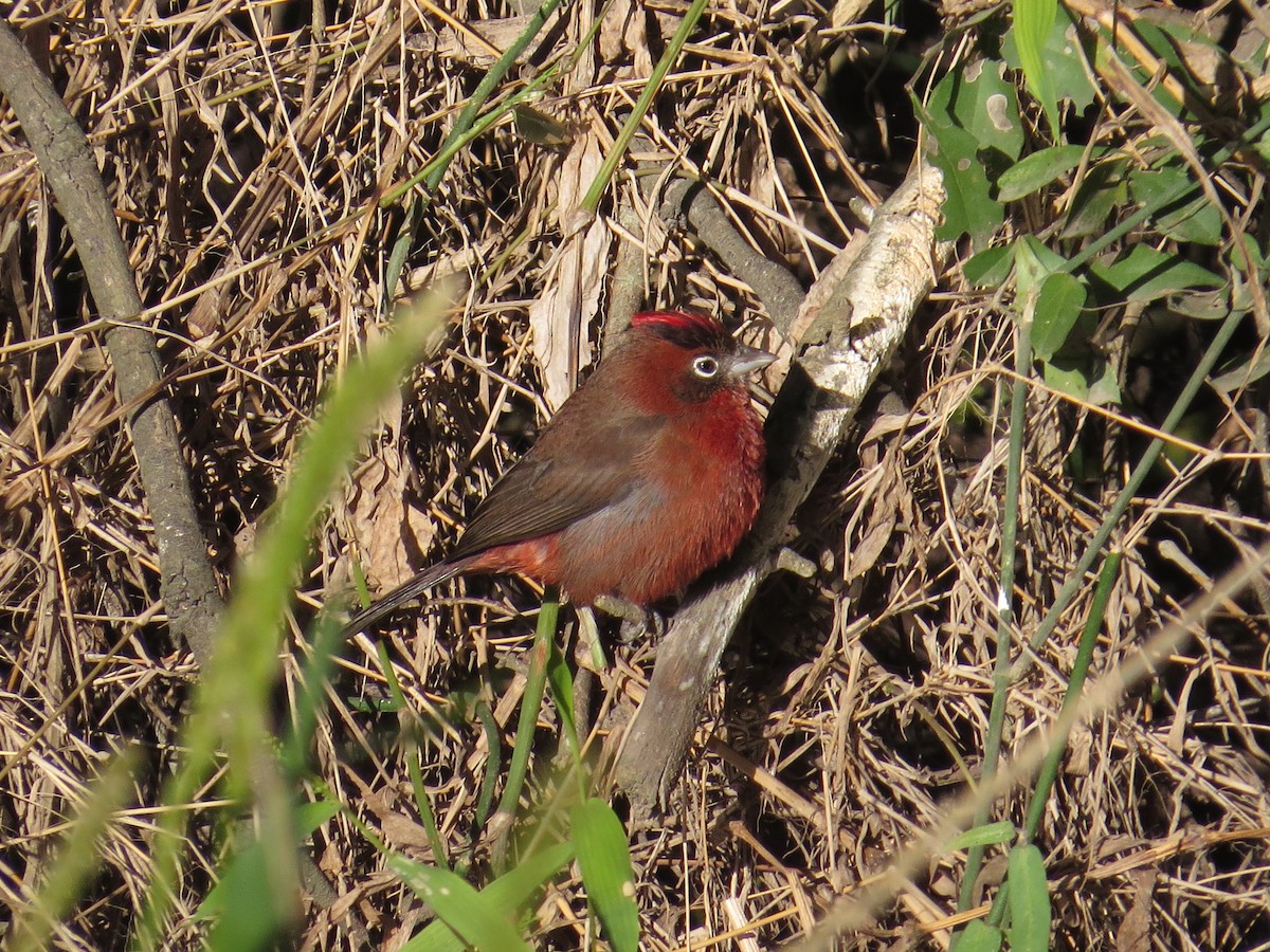 Red-crested Finch - ML183676281