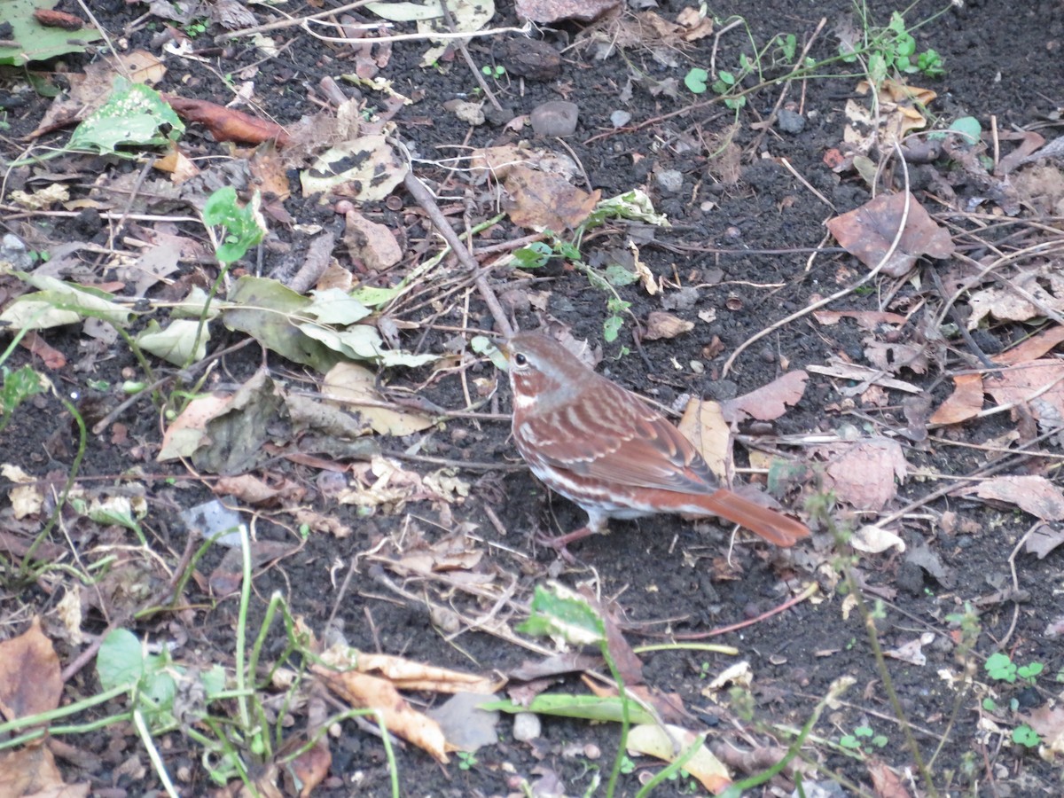 Fox Sparrow (Red) - ML183676691