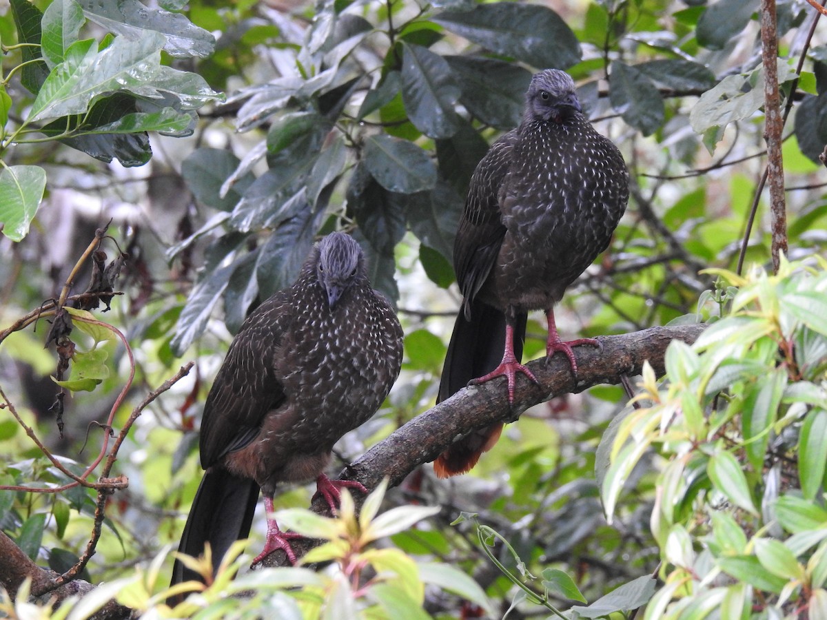 Band-tailed Guan - ML183677421