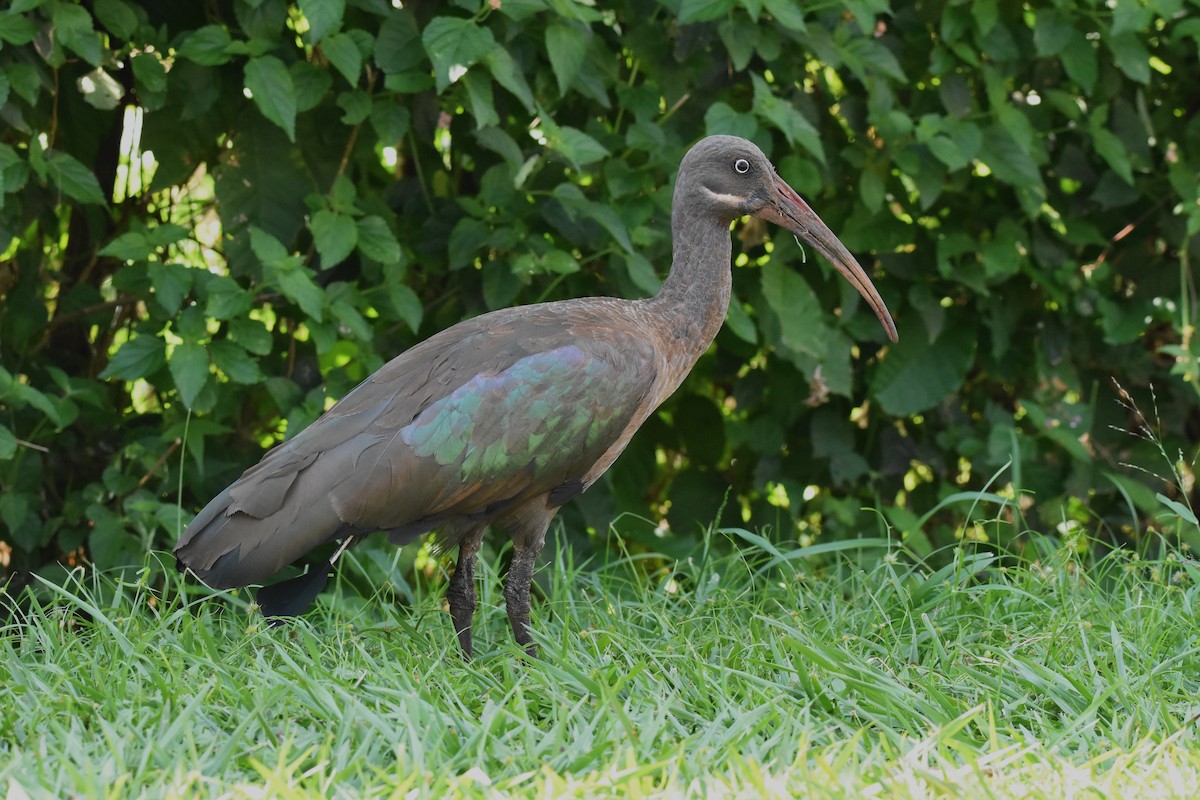 Hadada Ibis - ML183677961