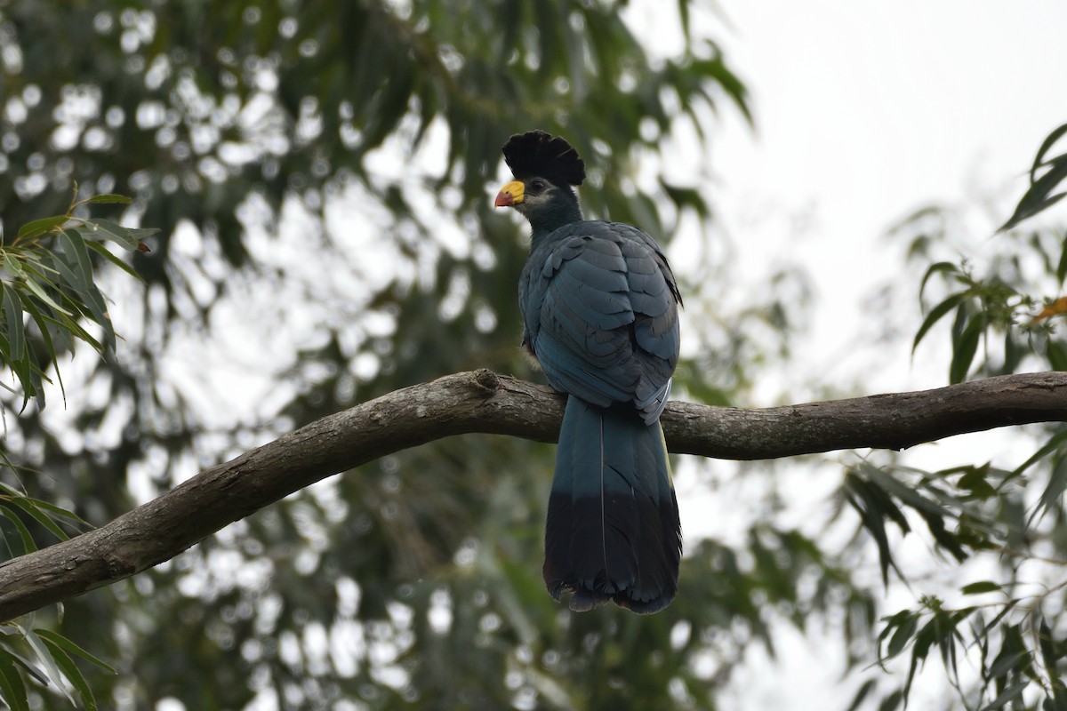 Great Blue Turaco - ML183678051