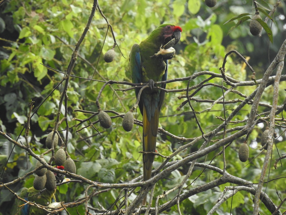 Military Macaw - ML183678321