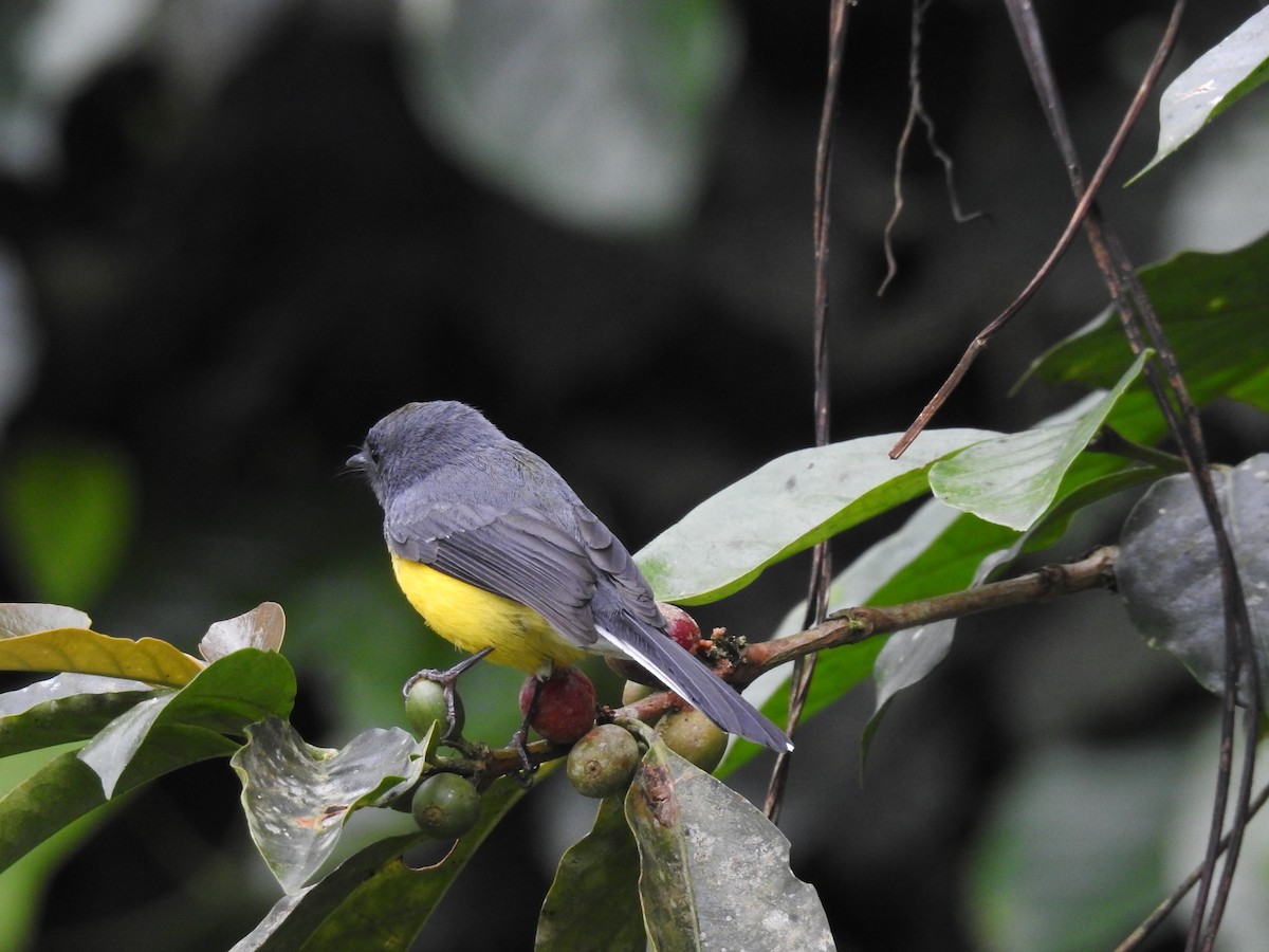 Slate-throated Redstart - ML183679841