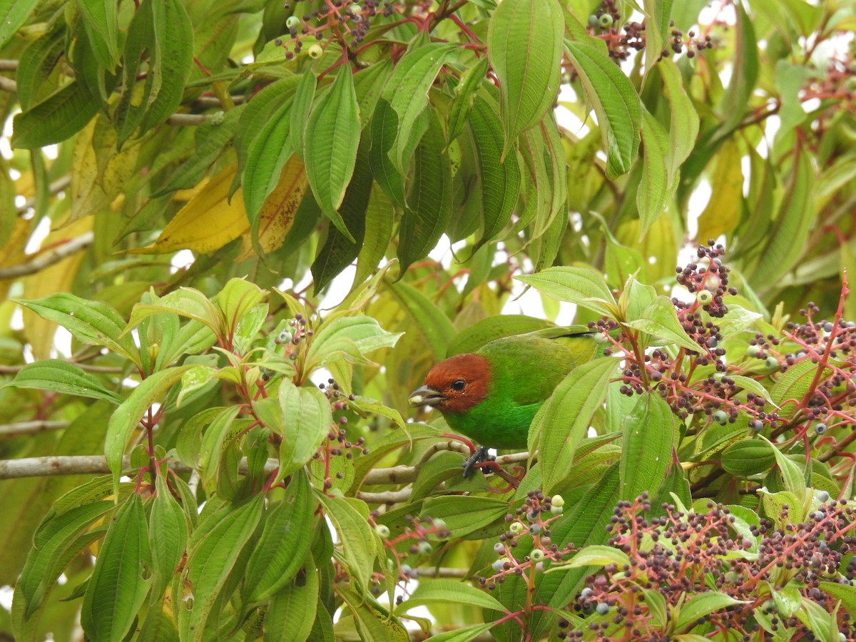 Bay-headed Tanager - ML183680131