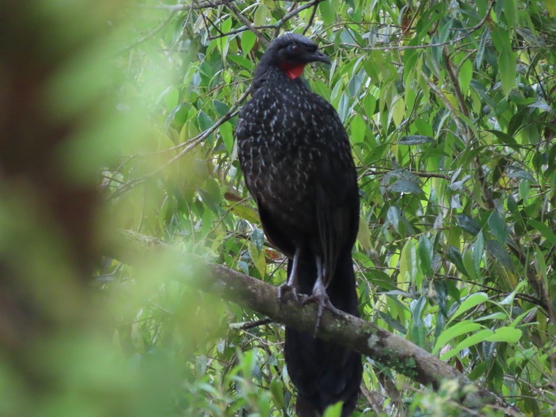 Dusky-legged Guan - Richard Kaskan