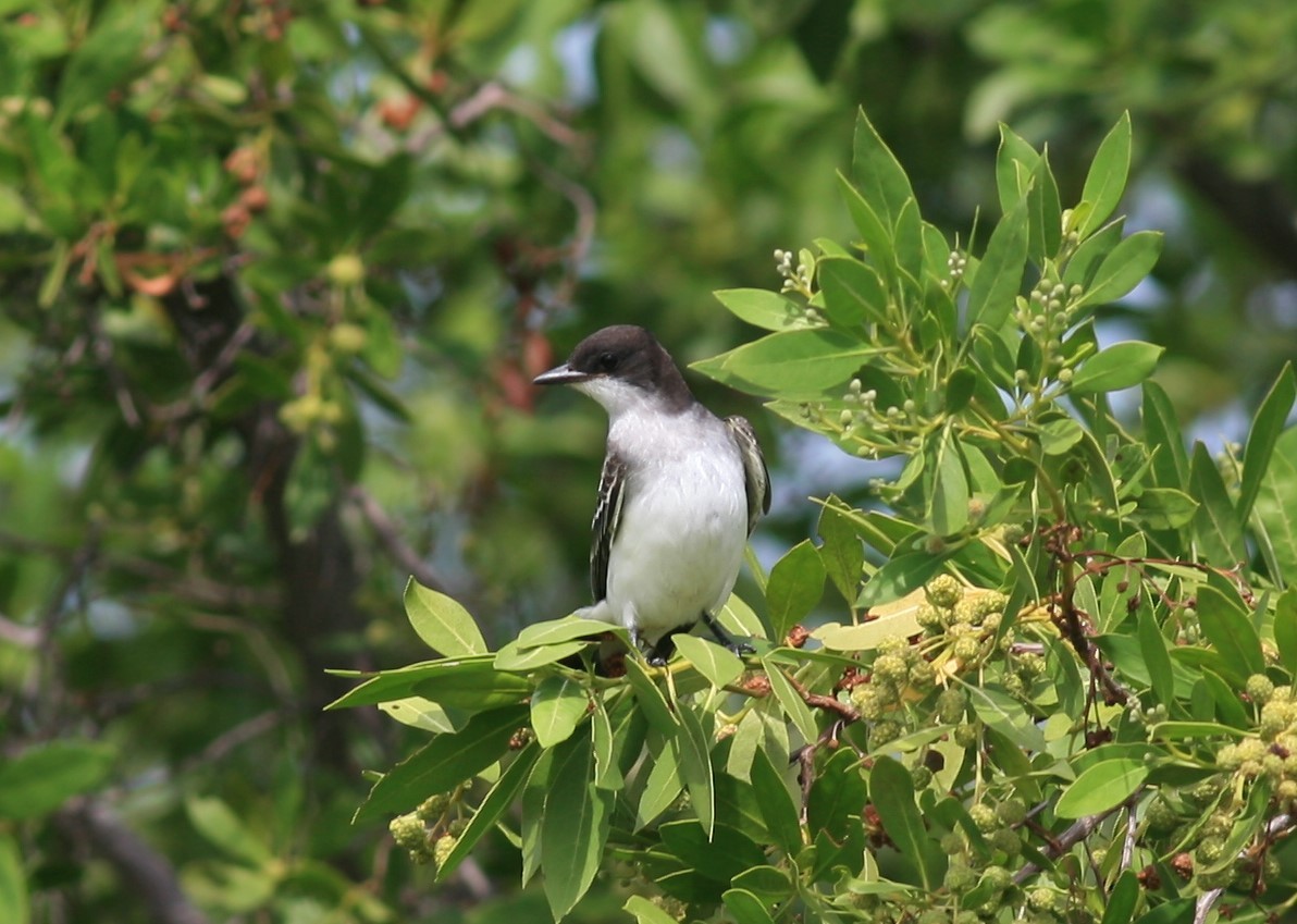 Eastern Kingbird - ML183680201