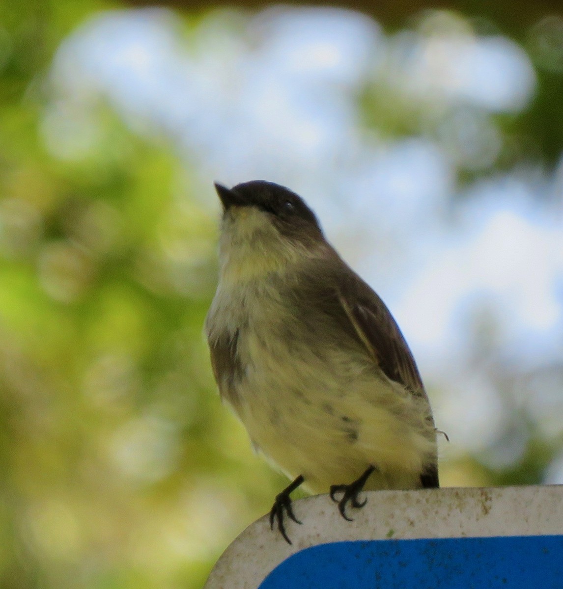 Eastern Phoebe - ML183680251