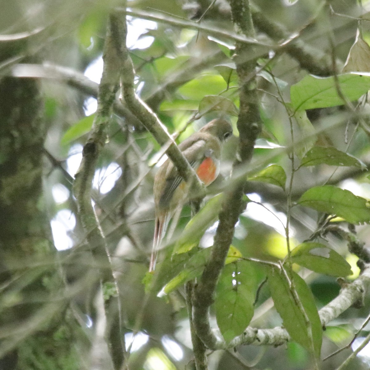 Collared Trogon - ML183680591