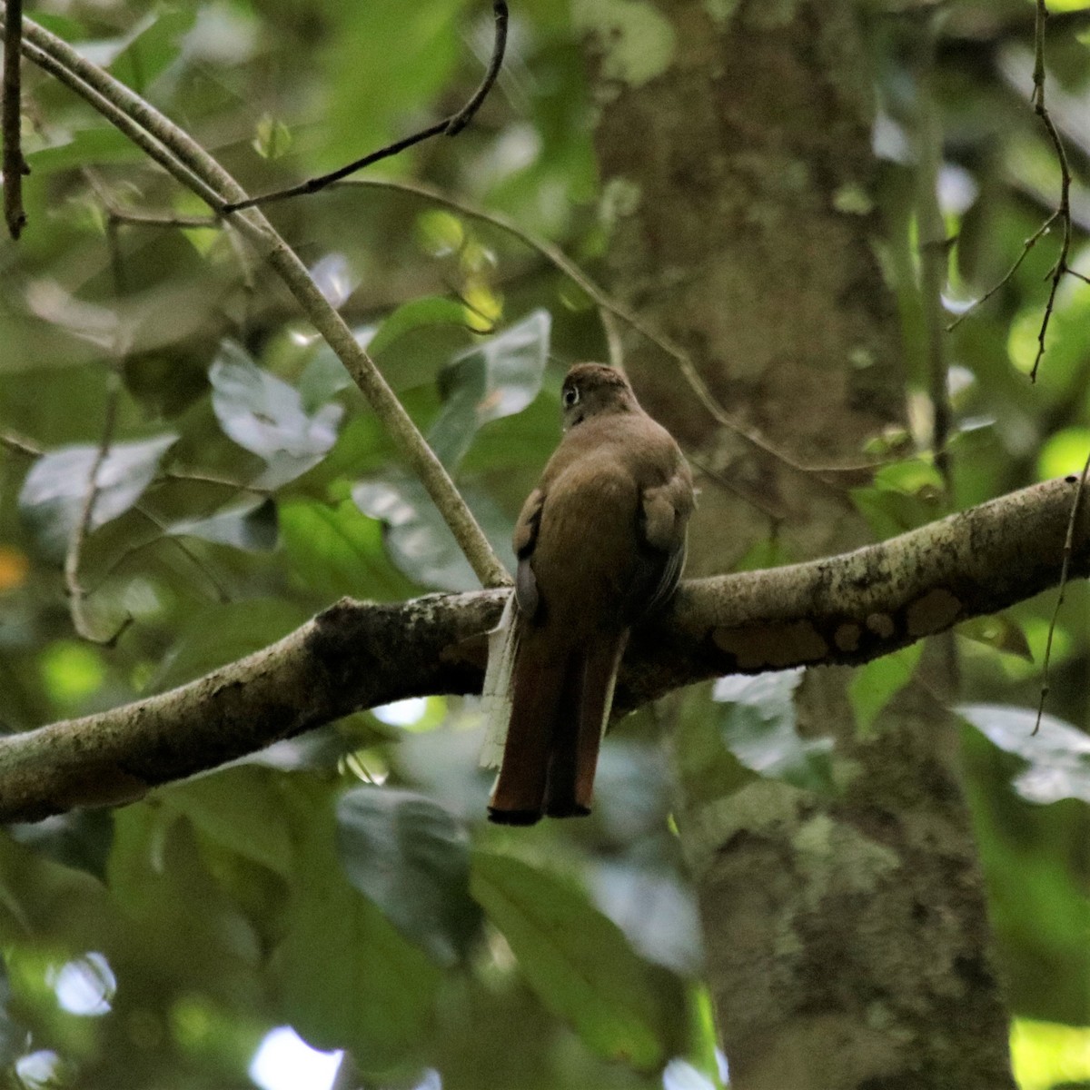 Collared Trogon - ML183680601