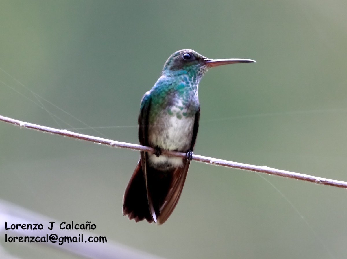 kolibřík zrcadlový - ML183681281