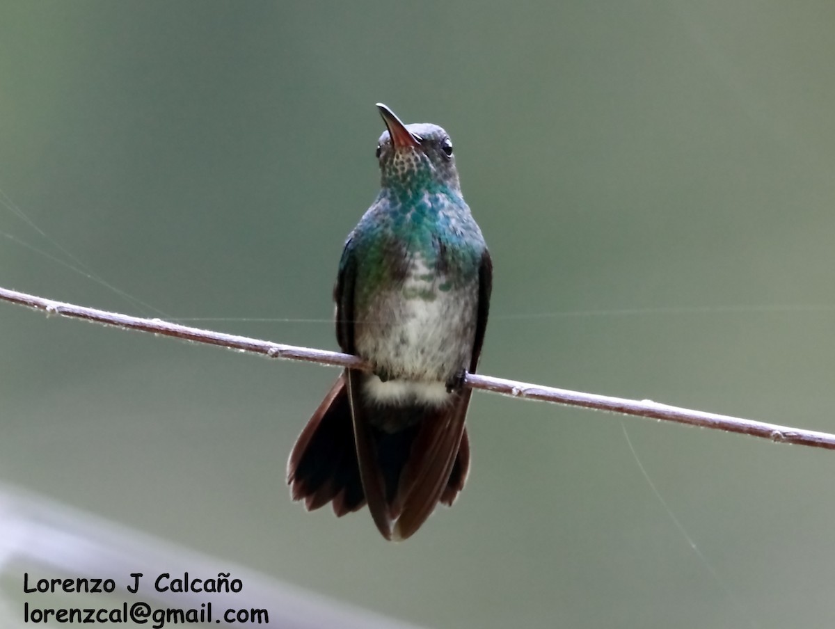 Glittering-throated Emerald - ML183681291