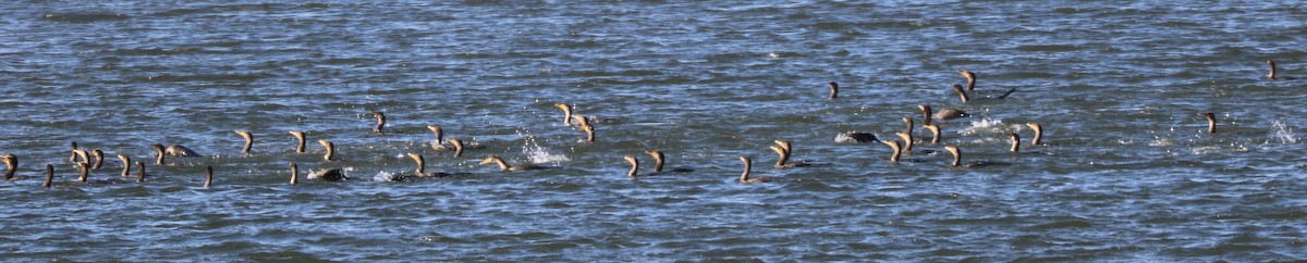 Double-crested Cormorant - ML183682021