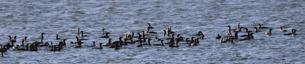 Double-crested Cormorant - ML183682031