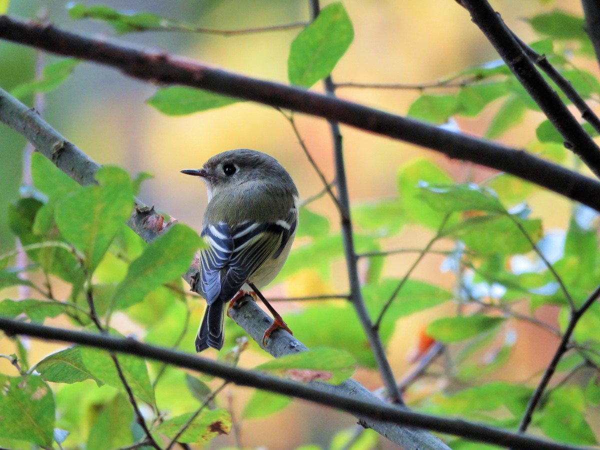 Ruby-crowned Kinglet - ML183682621