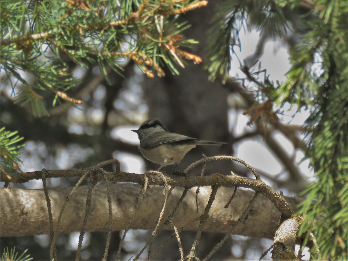 Mountain Chickadee - Kathy Carroll