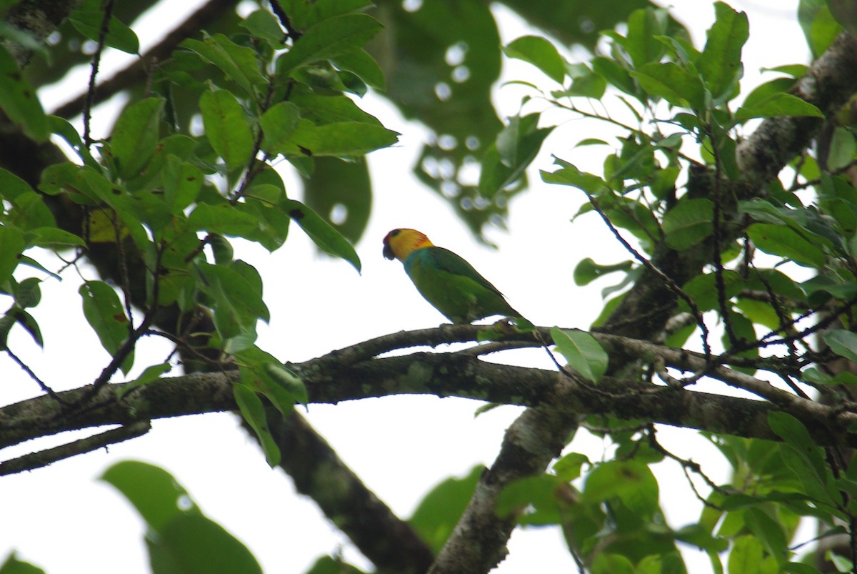 Large Fig-Parrot - ML183683161