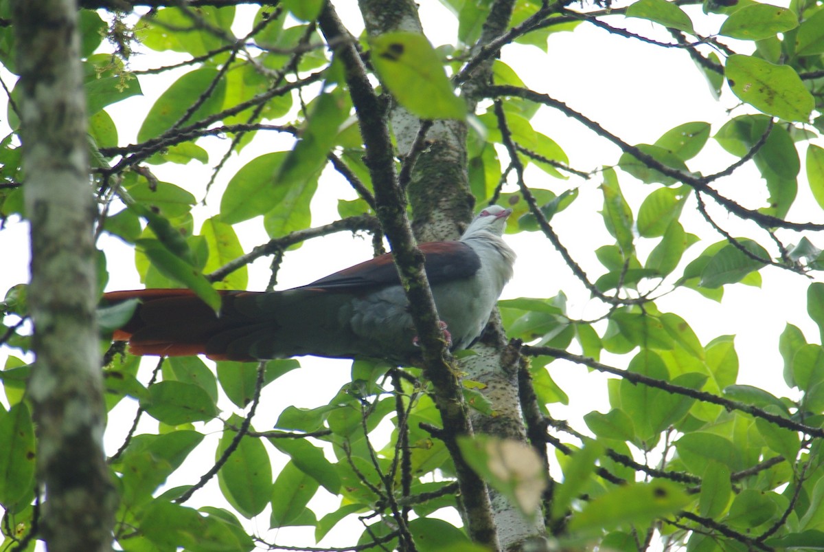 Great Cuckoo-Dove - ML183683361