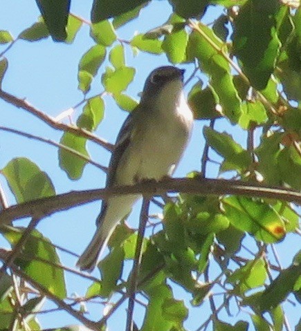Plumbeous Vireo - ML183684401
