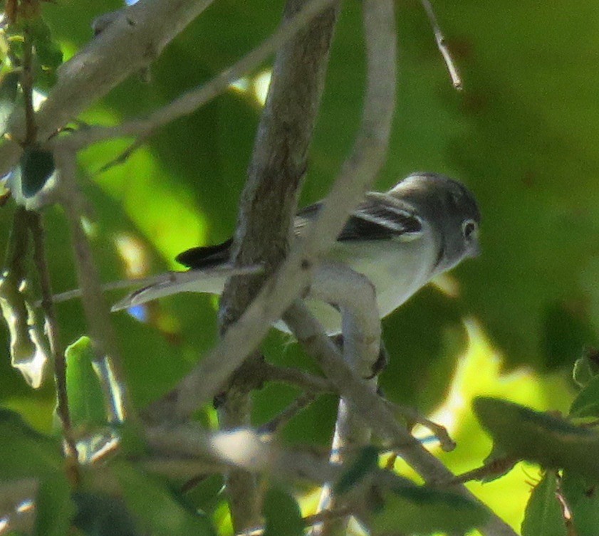 Plumbeous Vireo - ML183684441