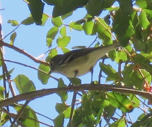Plumbeous Vireo - ML183684511