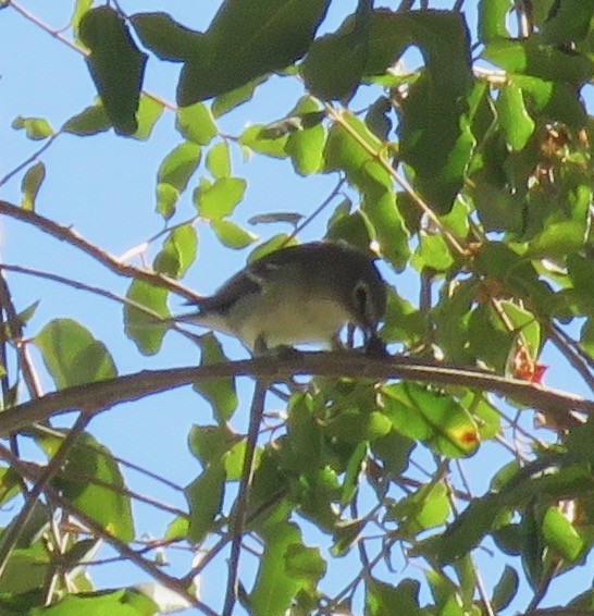 Plumbeous Vireo - ML183684541