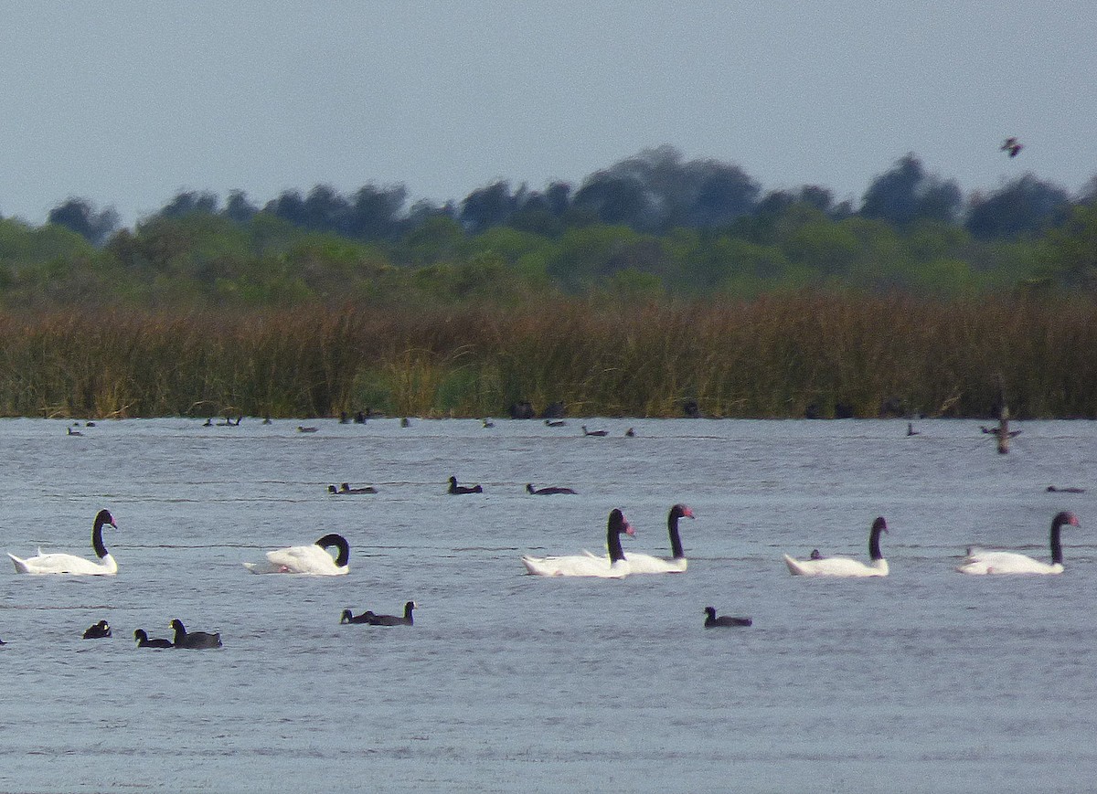 Black-necked Swan - ML183685531