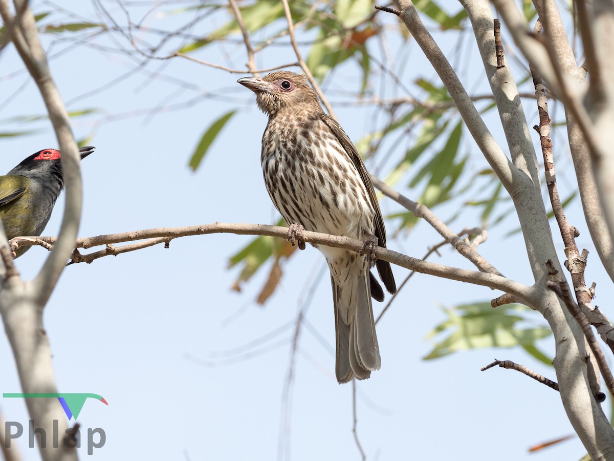 Australasian Figbird - ML183685831