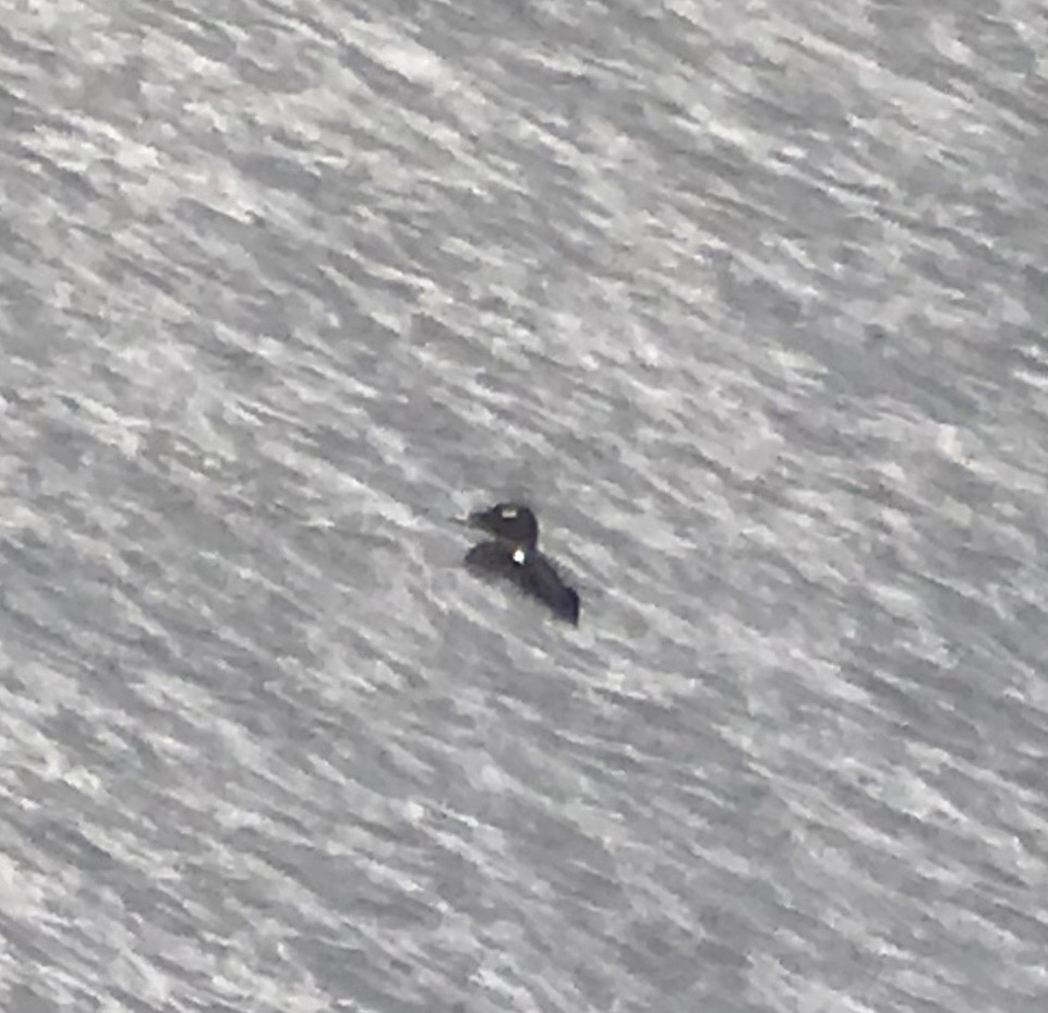 White-winged Scoter - ML183685891