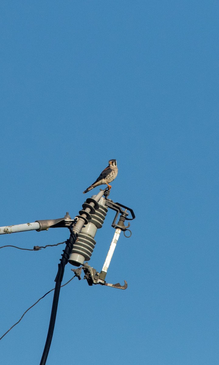 American Kestrel - Skip Cantrell