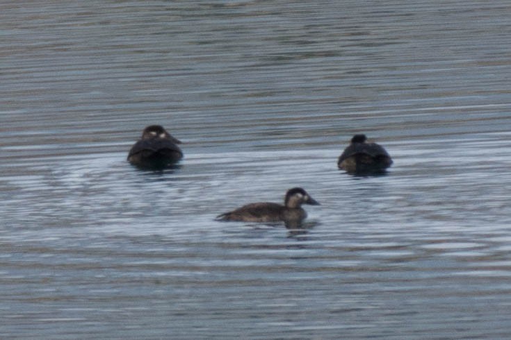 Surf Scoter - ML183686961