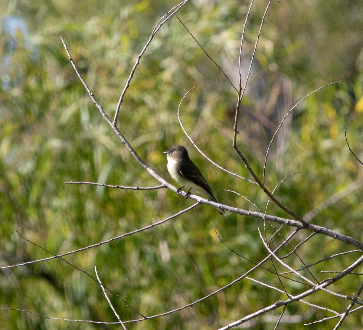 Eastern Phoebe - ML183686981