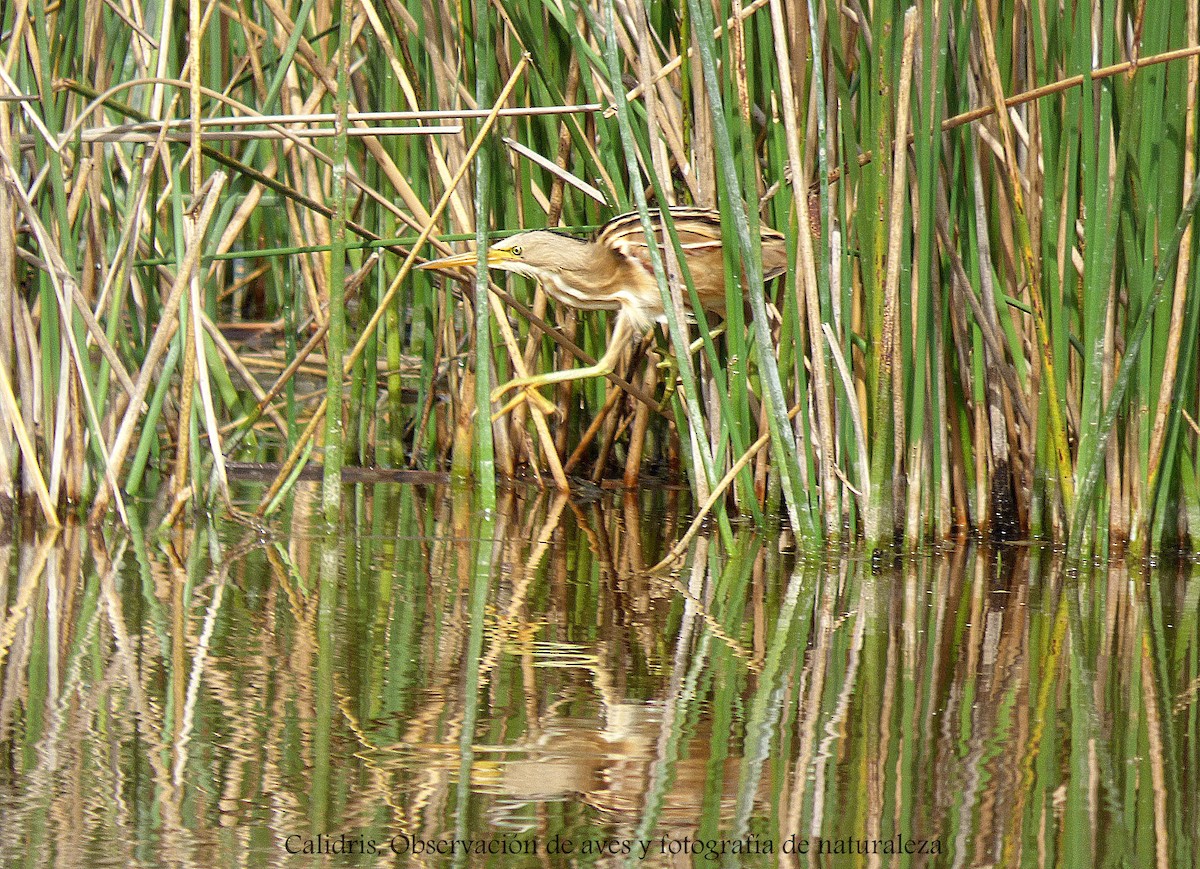 Stripe-backed Bittern - ML183687061