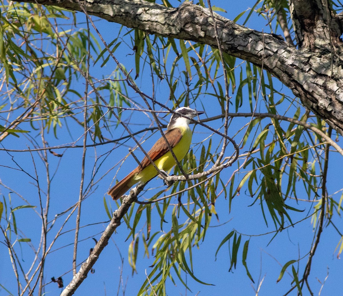 Great Kiskadee - ML183687111