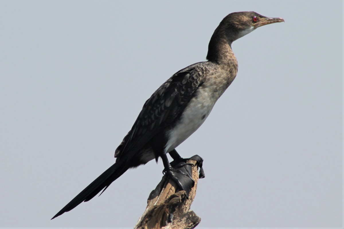Long-tailed Cormorant - Brooke Ross