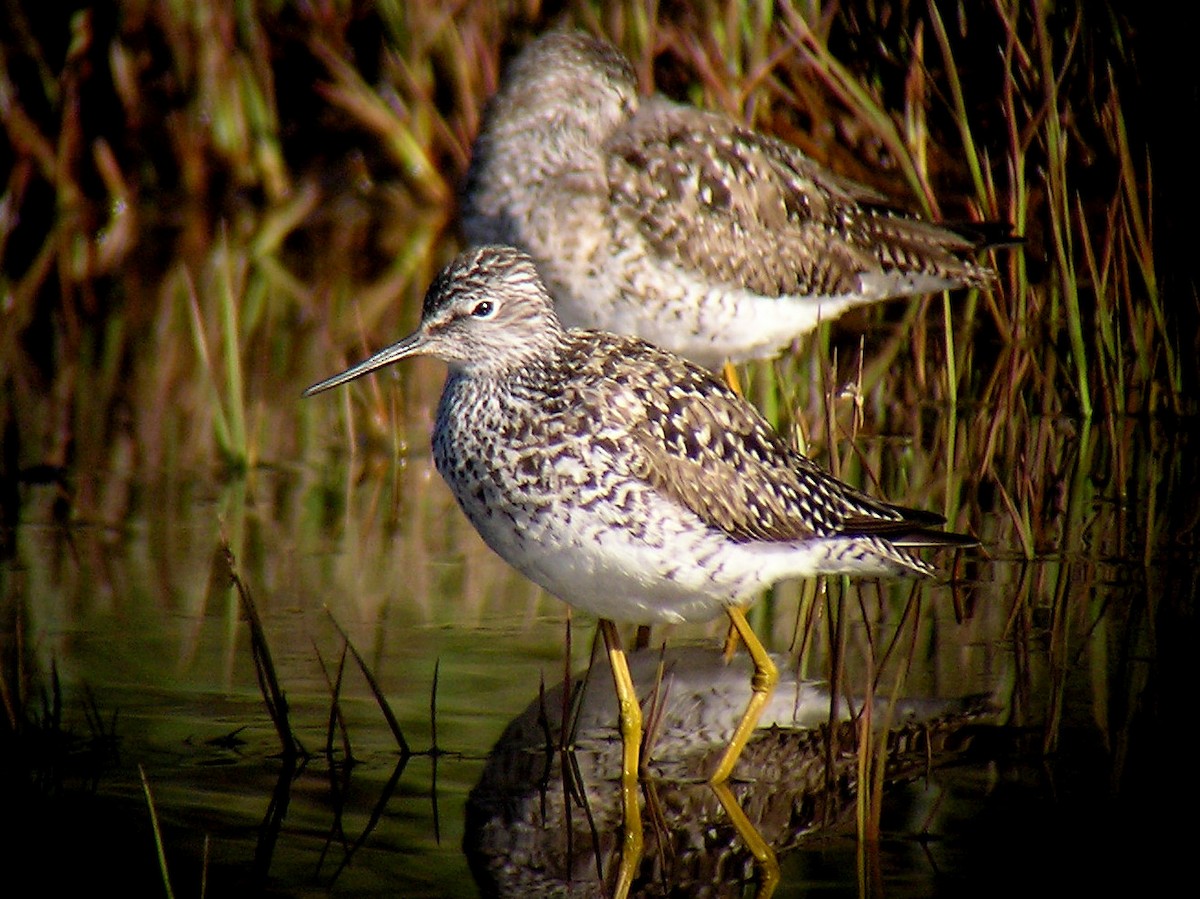 Lesser Yellowlegs - ML183693381