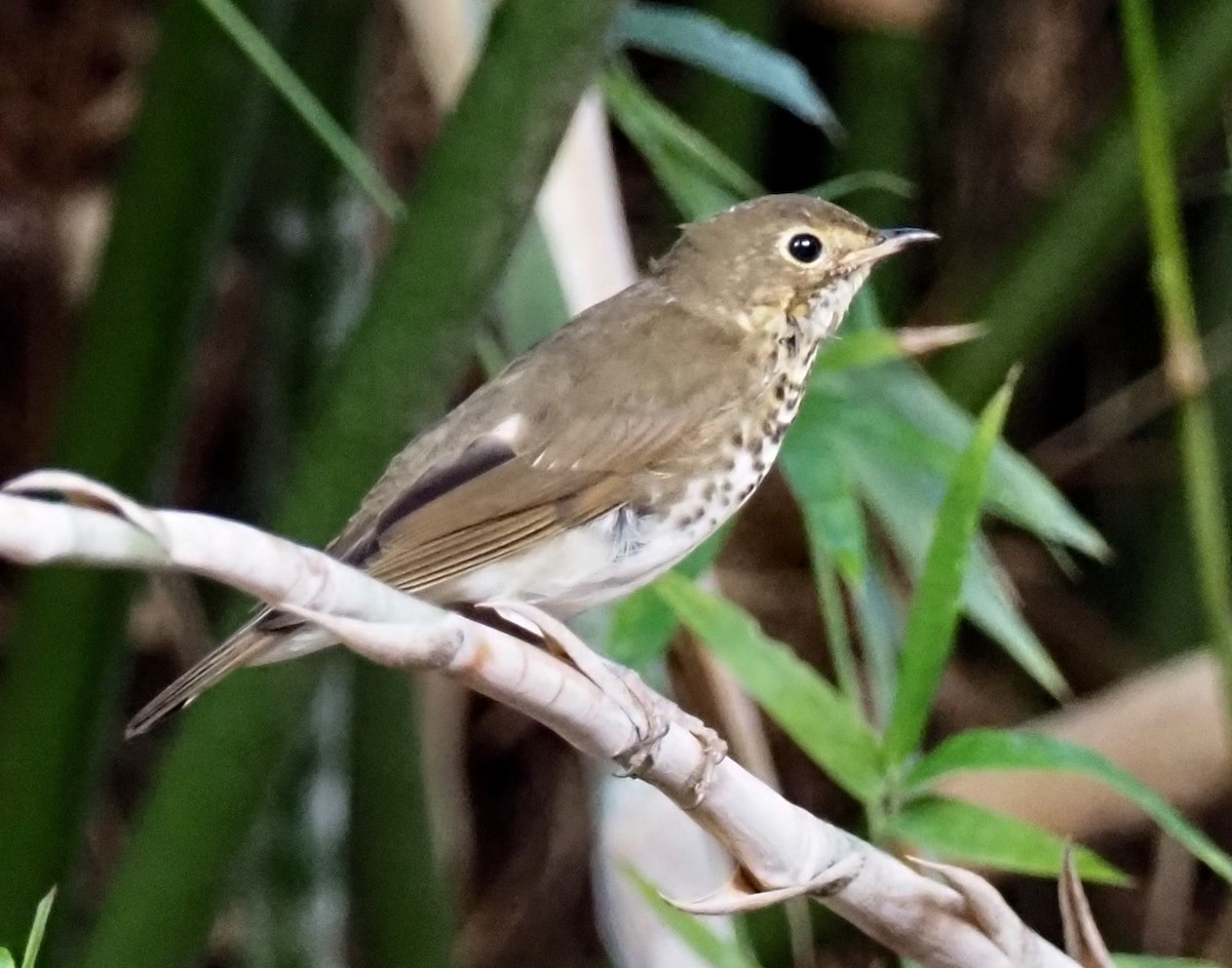 Swainson's Thrush - ML183694061