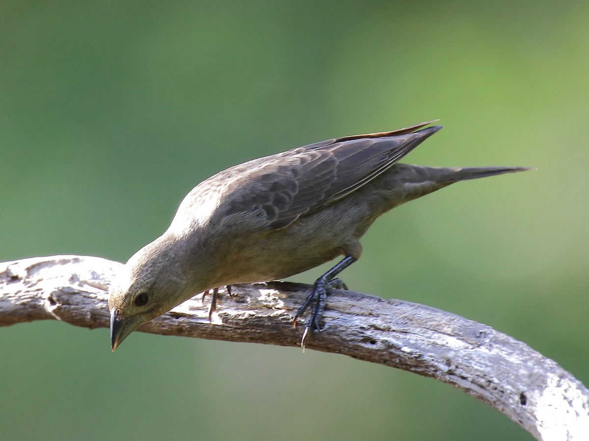 Brown-headed Cowbird - ML183694871